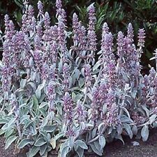 Lamb's Ear Byzantina- 50 Seeds - BOGO 50% off SALE for sale  Shipping to South Africa