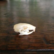 Taxidermy mouse skull for sale  LITTLEHAMPTON