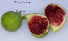 Fig cuttings many for sale  Port Orange