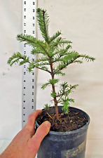 Noble fir tree for sale  La Grande
