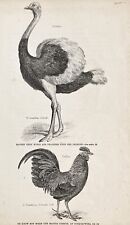 Antique Victorian Bird Print c.1870 - Ostrich & Domestic Cockerel, usado segunda mano  Embacar hacia Spain
