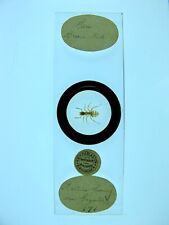 Slide de microscópio antigo por Darlaston. Formiga marrom rara. Formica fusca - gagalis. comprar usado  Enviando para Brazil