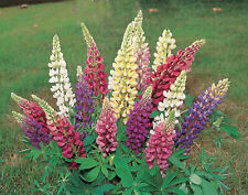 Lupine bunt samen gebraucht kaufen  Ronsdorf