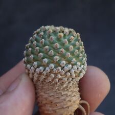 turbinicarpus for sale  Shipping to South Africa