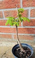 Rosskastanie pre bonsai gebraucht kaufen  Uetersen