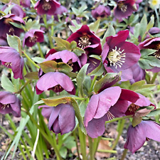 Helleborus orientalis purple for sale  PRESTON
