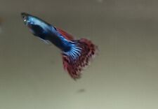 Pesci tropicale guppy usato  Palermo