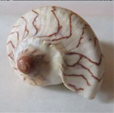 Used, Nobilis Voluta ~ Noble Volute Seashell  ~ 4"-4-1/2"~ (1 Shell) for sale  Shipping to South Africa