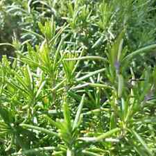 Rosemary live plant for sale  Omaha