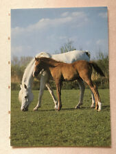 Postkarte pferde verlag gebraucht kaufen  Hamburg