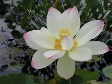 Nelumbo nucifera lotus for sale  HIGH WYCOMBE