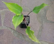 Hosta funkie tokyo for sale  Shipping to Ireland