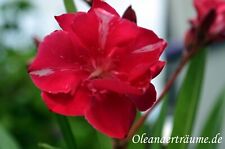 oleander for sale  Shipping to Ireland