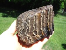 florida fossils for sale  Tallahassee