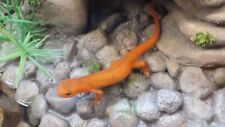 Salamander newt larvae for sale  North Adams