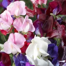 Seeds sweet pea for sale  READING