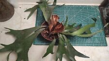 staghorn fern for sale  LONDON