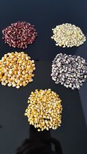 1000 seeds popcorn for sale  Prairie Du Sac