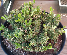 Euphorbia kibwezensis cristata for sale  North Las Vegas