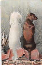 Poodle e Dachshund fofos em miniatura posando juntos-1911 cartão postal-série 816.5 comprar usado  Enviando para Brazil