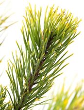 Pinus mugo winter gebraucht kaufen  Eslohe