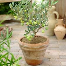Ulivo olivo "Olea europea Cipressino" pianta in vaso ø12 cm biodegradabile usato  Valmacca