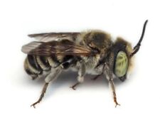 Leafcutter Bees, (Garden Bee) Super Pollinator for Your Summer Garden for sale  Shipping to South Africa