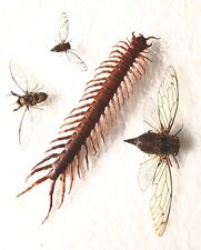 Cicadas centerpede collection for sale  SLEAFORD