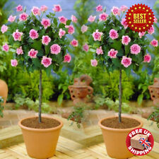 Standard pink rose for sale  OXFORD