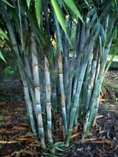 Blue bamboo seeds for sale  Ravensdale