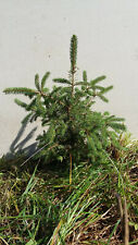 Lot norway spruce for sale  Patton