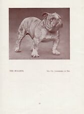 English bulldog old for sale  COLEFORD
