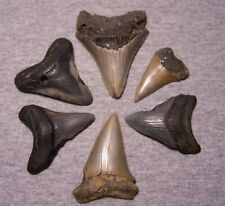 Used, MEGALODON SHARK TEETH MAKO MIX FOSSIL 6 LOT COLORS SHARKS TOOTH~COLLECTOR for sale  Shipping to South Africa