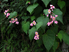 Hardy begonia grandis for sale  Shipping to Ireland