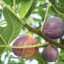 Olympian fig ficus for sale  Lakeland