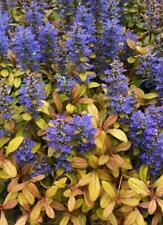 Ajuga reptans feathered for sale  UK