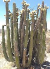 Columnar cactus plants for sale  PENZANCE