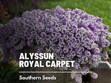 Alyssum royal carpet for sale  Frisco