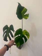 Monstera deliciosa aurea for sale  Vienna