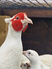 fertile pheasant eggs for sale  NORTHAMPTON