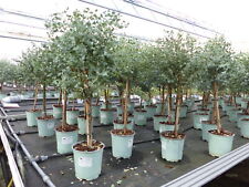 Eucalyptus gunni stamm gebraucht kaufen  Goch