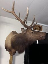 Elk mount for sale  Polk City