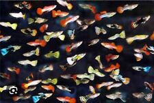 Guppy fry x20 for sale  LONDON