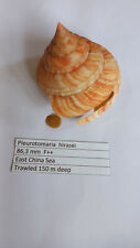 Pleurotomaria  hirasei  86,3 mm for sale  Shipping to South Africa