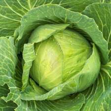 Golden acre cabbage for sale  Canada