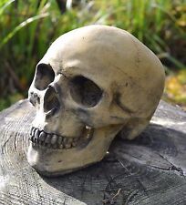 Skull human size for sale  HORSHAM