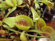 Venus flytrap sonic for sale  Chesapeake