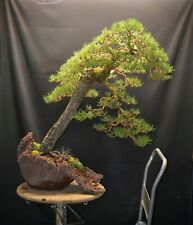 Yamadori bonsai pinus for sale  Shipping to Ireland