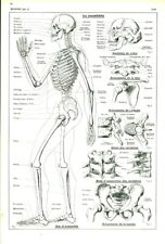 anatomie physiologie d'occasion  Expédié en Belgium