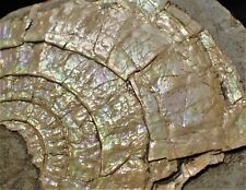 Pearlescent caloceras ammonite for sale  BRIDPORT